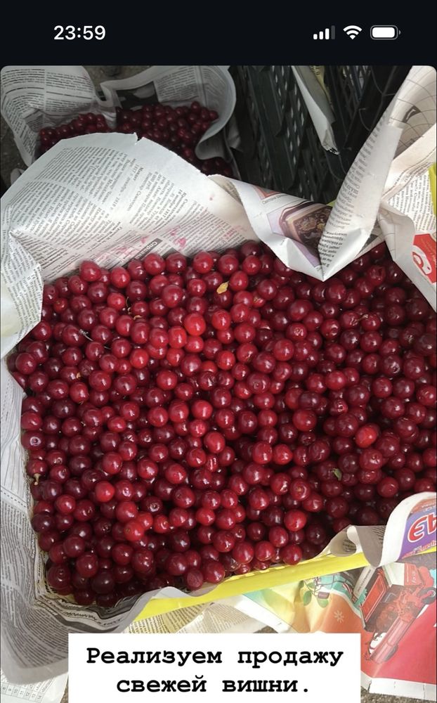 Вишня. Продам свежую вишню