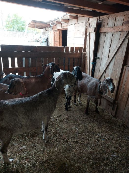 Vand 4 capre anglonubian