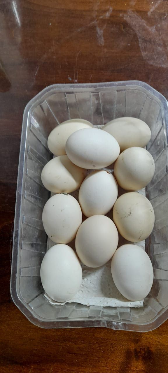 Продаю яйца кокехинов чистопородные