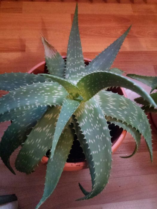 Puiuti Aloe Vera