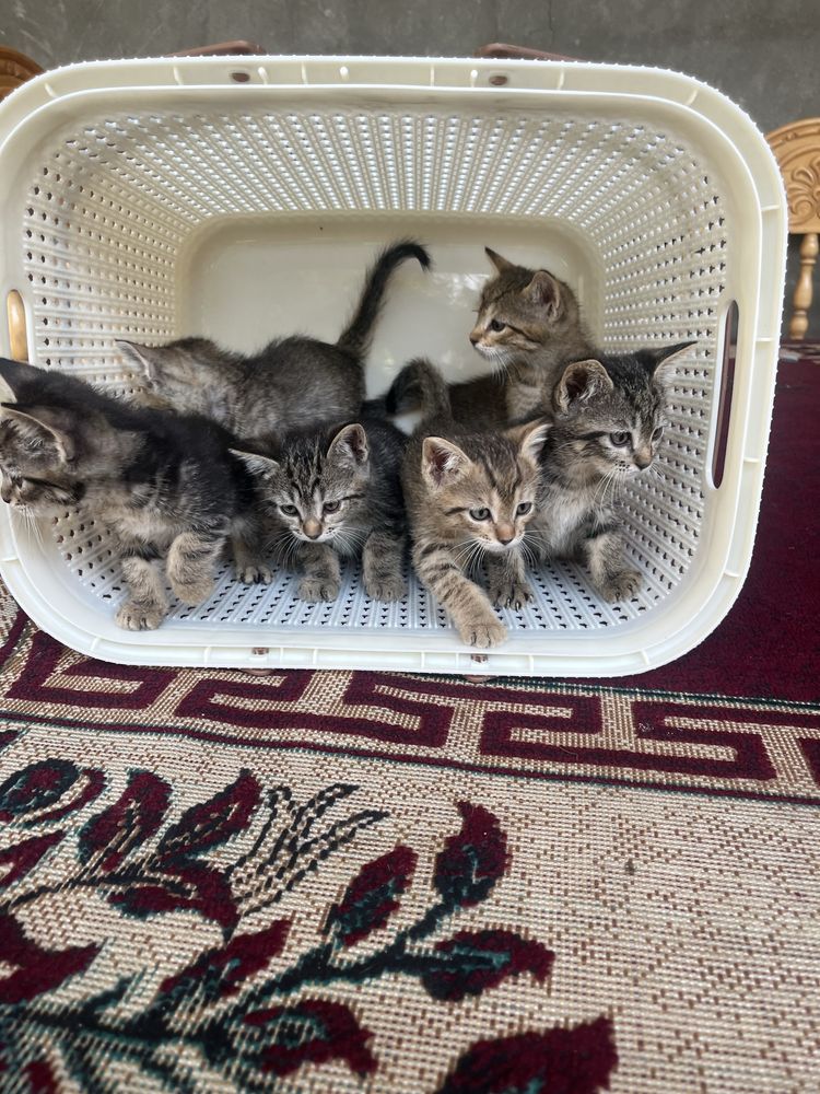 Котята в добрые руки / Хадия мехрли кулларга