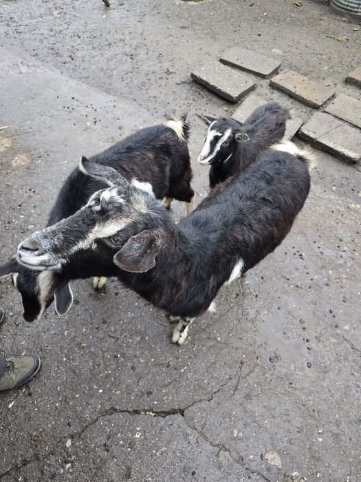 Vând o capră și o iadă de anul trecut !