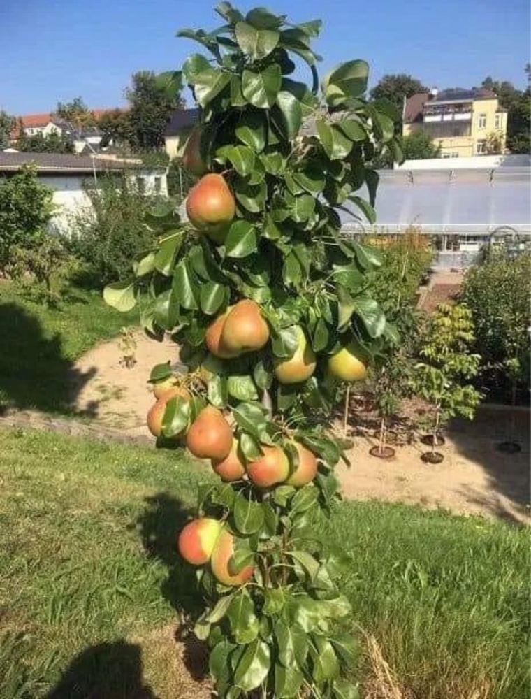 Pomi fructiferi columnari,anul 3