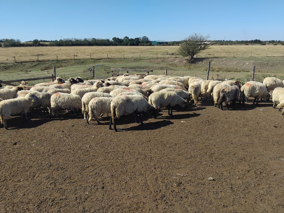 Oi de ținut, de vânzare