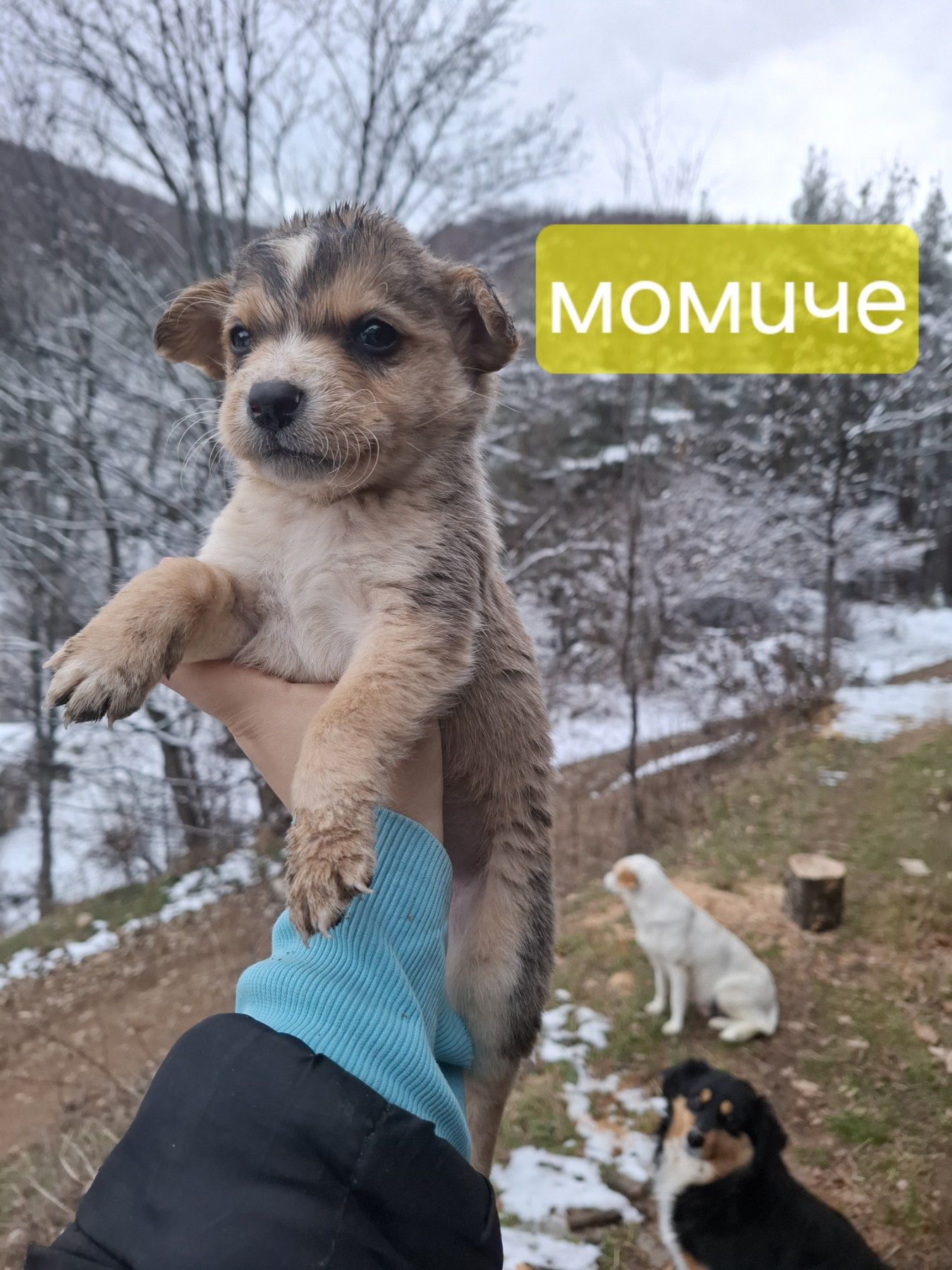 Подарявам кученца