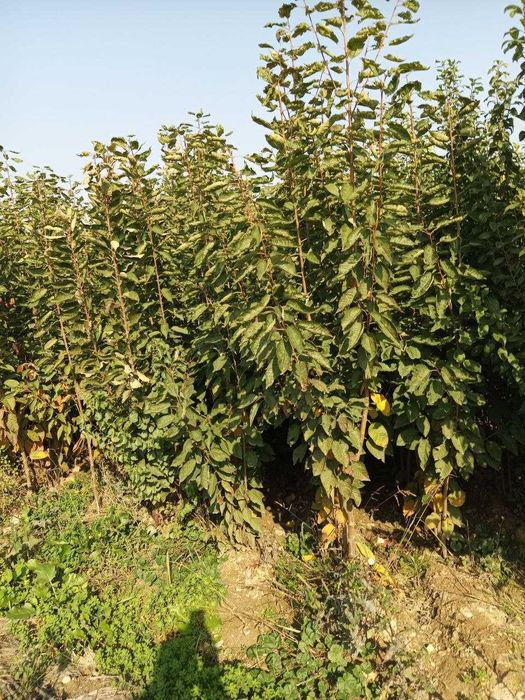 Ko'chatlar sotiladi. Har xil turdagi mevali va manzarali ko'chatlar