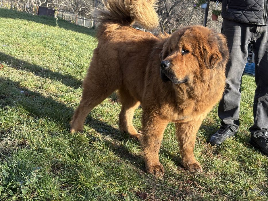 femelă Mastiff Tibetan – 11 luni