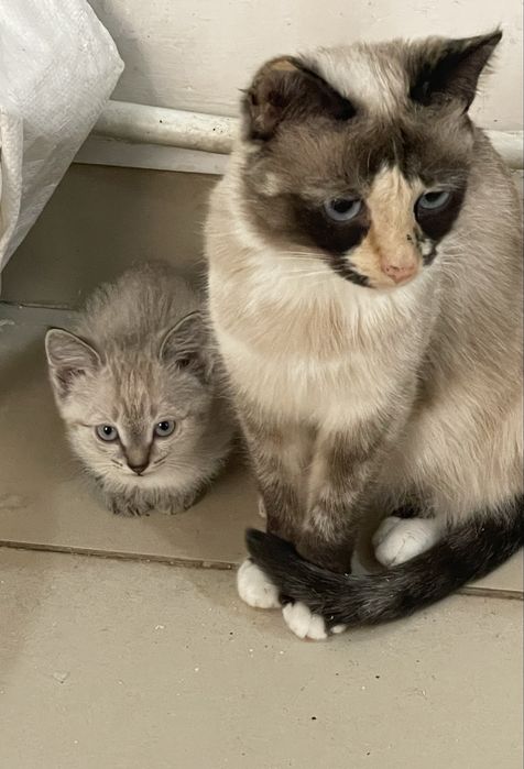 Осеняя реализация двухмесячных  котят завершается