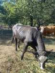 De vanzare vitea angus de 1 an