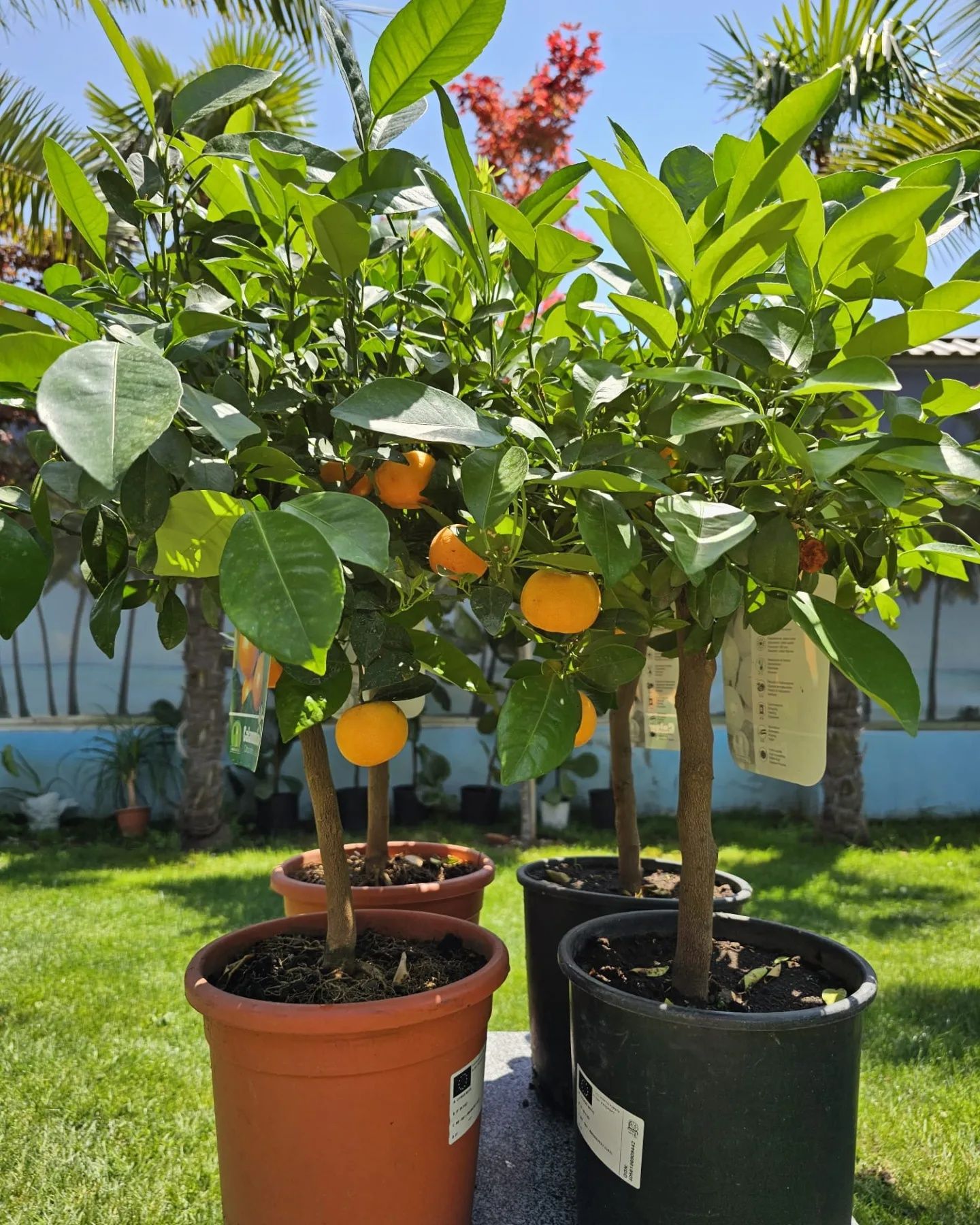 Citrice lamai, kumquat, calamondino