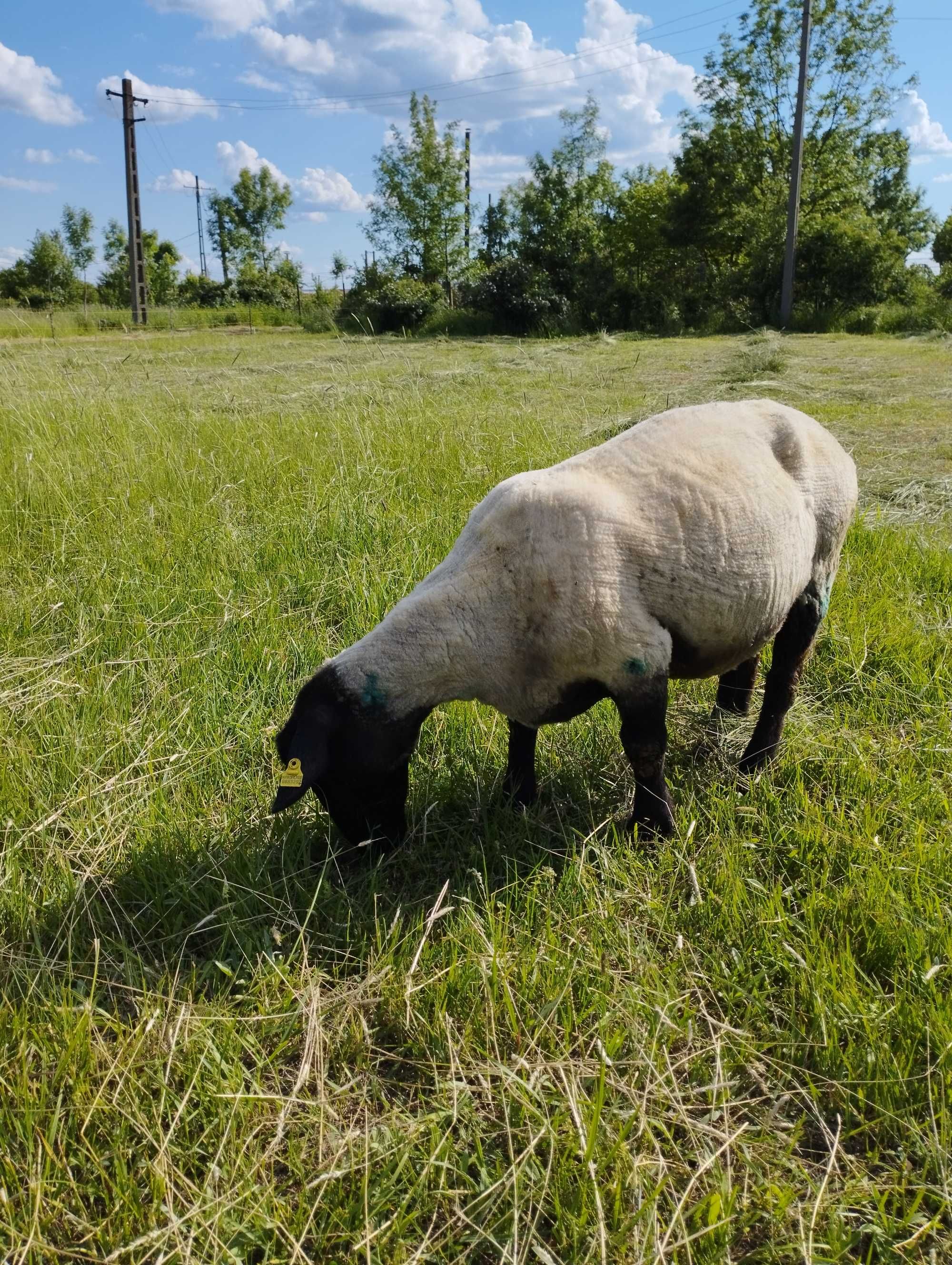 Oi și berbecuți suffolk de vânzare
