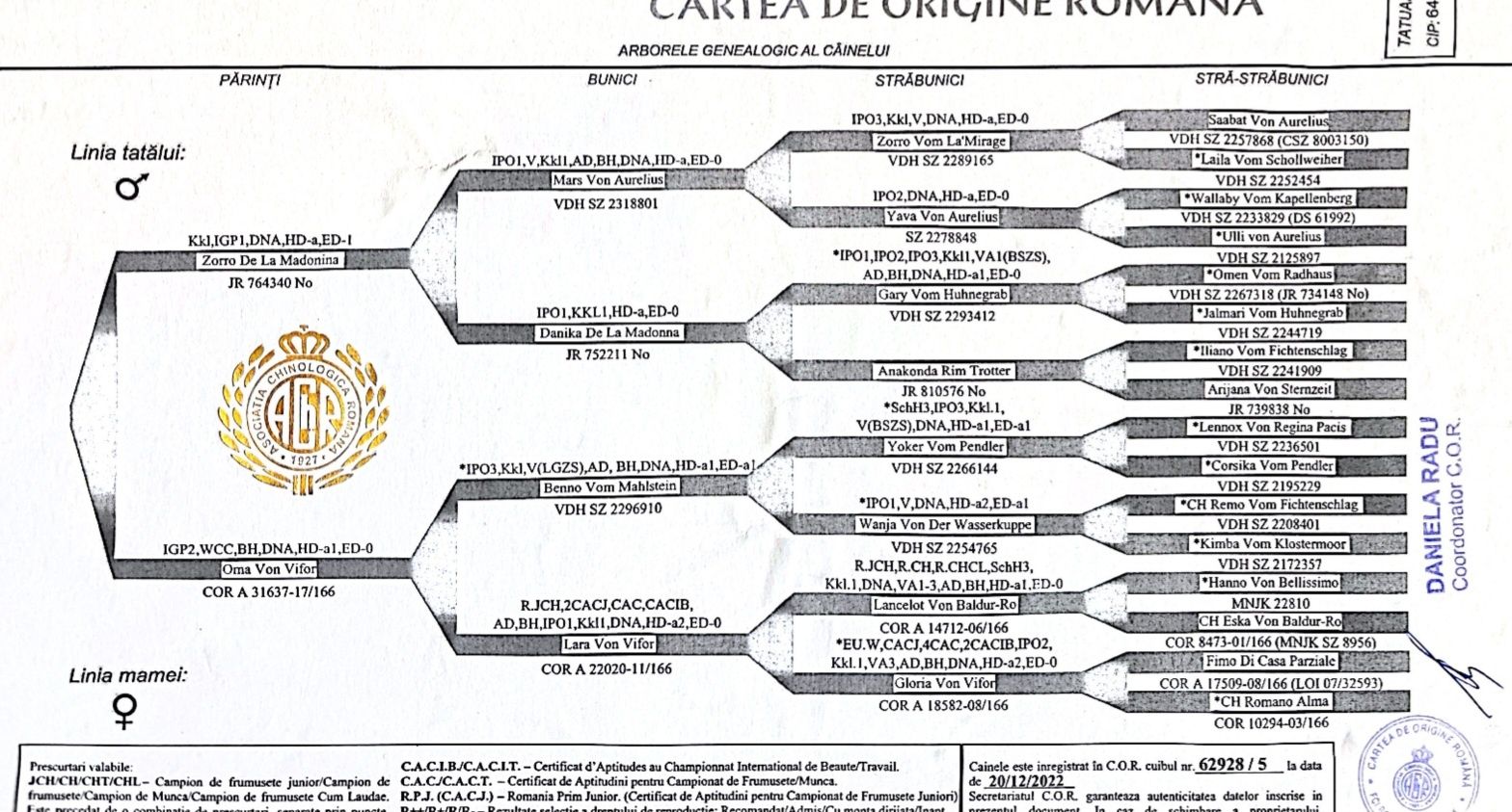 Ciobanesc German Talie mare cu pedigree impresionanti