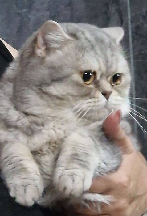 Наш  красавчик ищет самочку. очку.