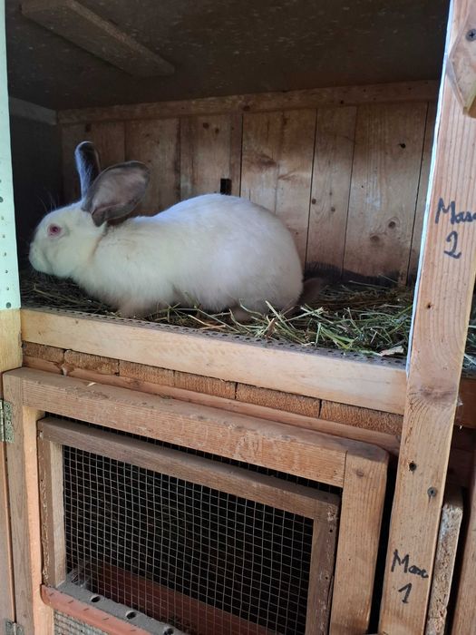 Uriaș de Transilvania