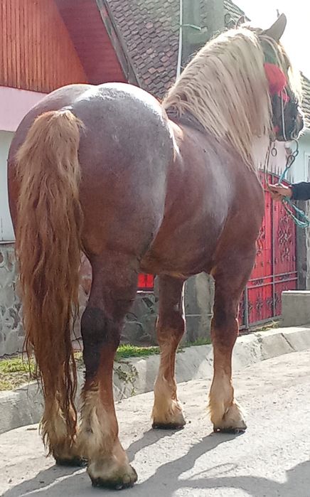 De vinzare  harmesar de 4 ani