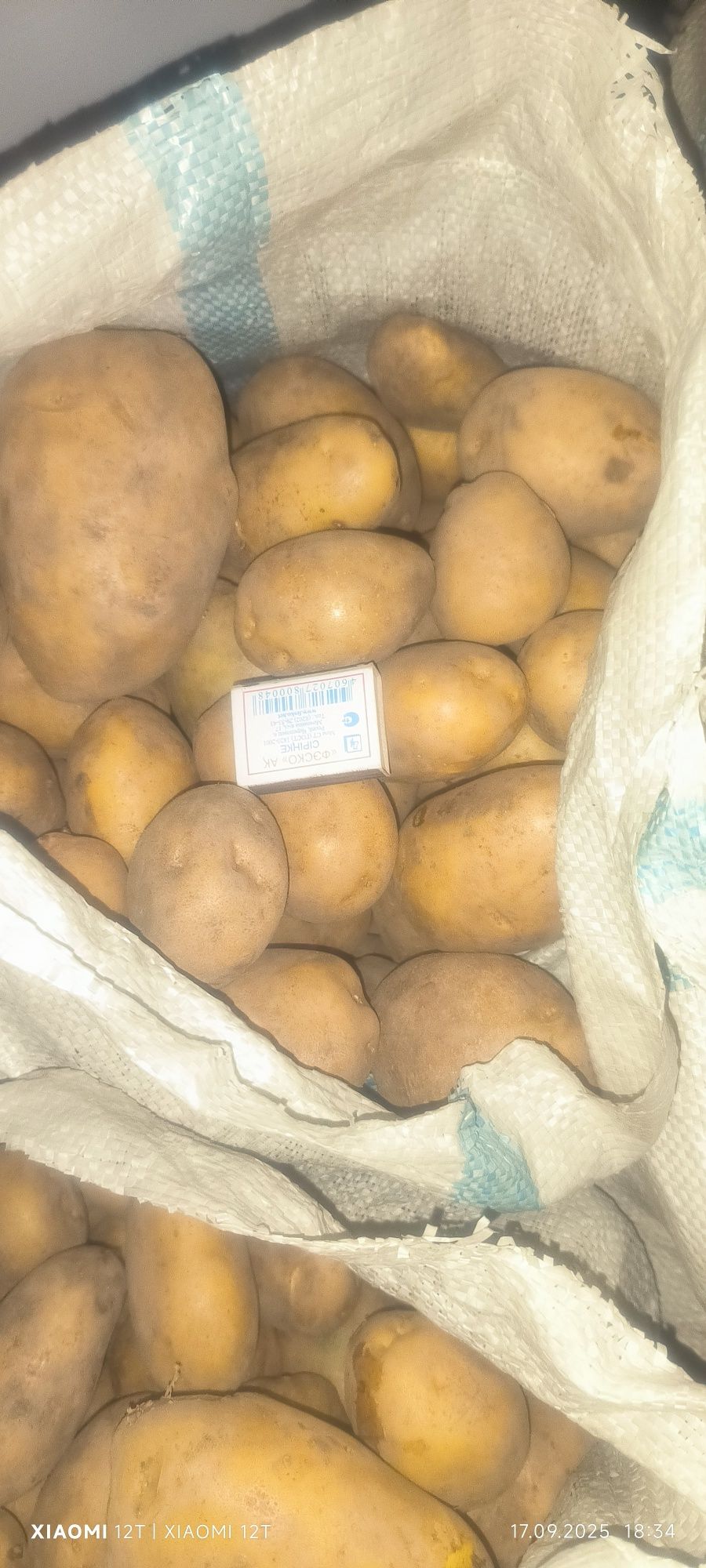 Продам домашнюю картошку