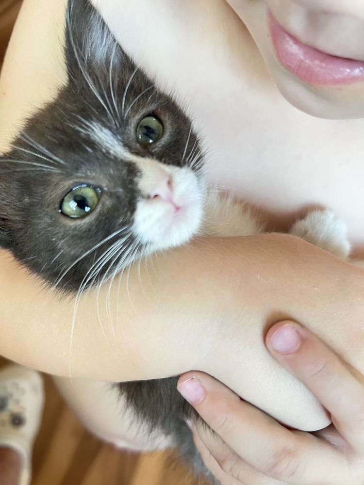 Отдам котенка в добрые руки
