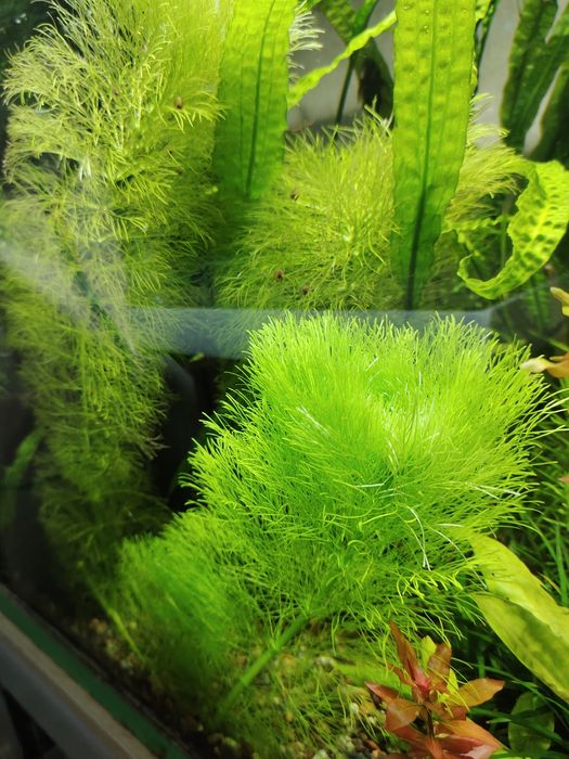 Аквариумное растение
