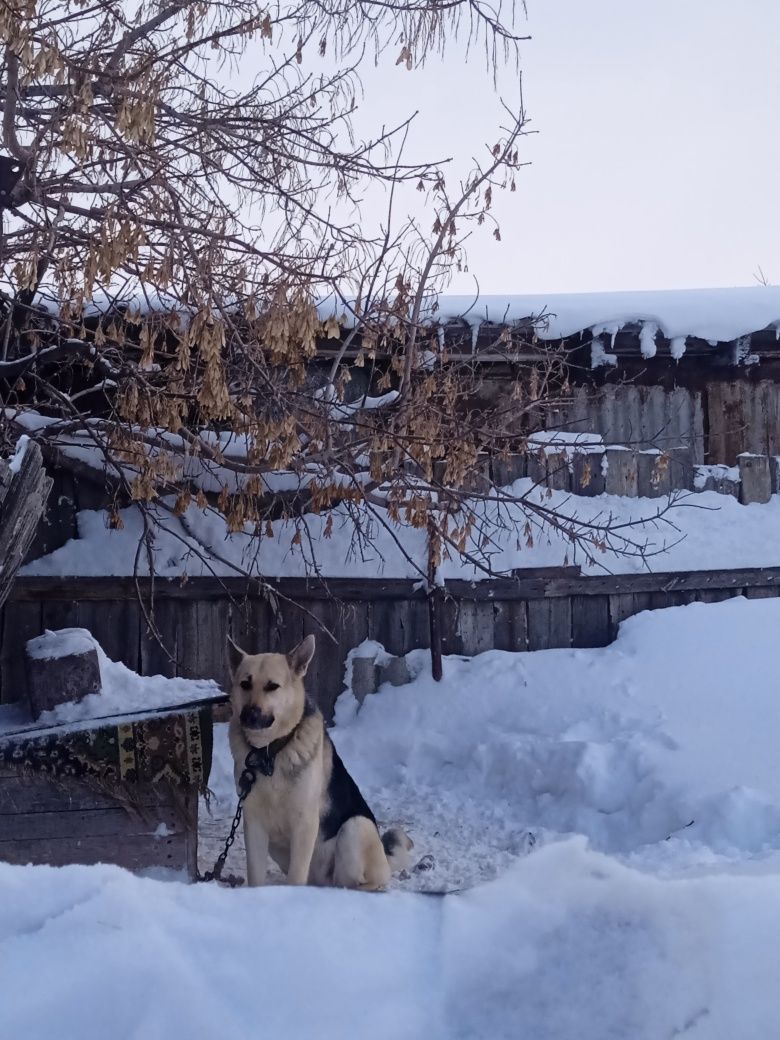 Продам Собаку ВЕО девочка