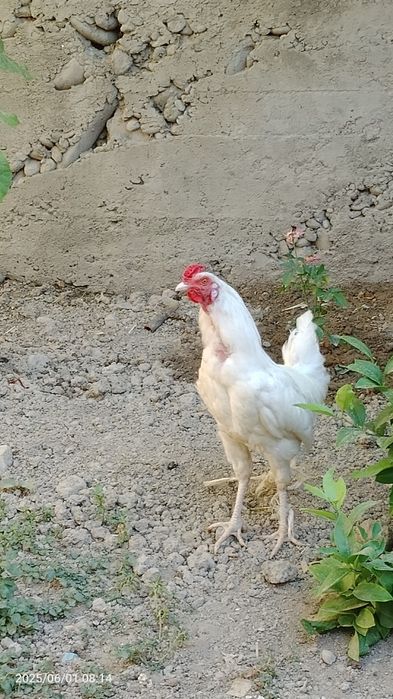 Xuroz yeyish ichishi yaxshi soğlom narxi 130 ming sum