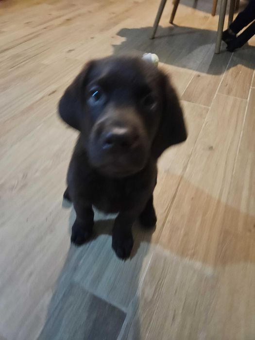Продавам бебе лабрадор