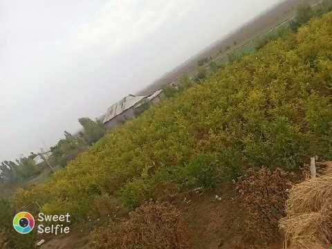 Tomorqa sotiladi
