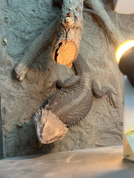 Agama cu barba +terariu+ lumina uv