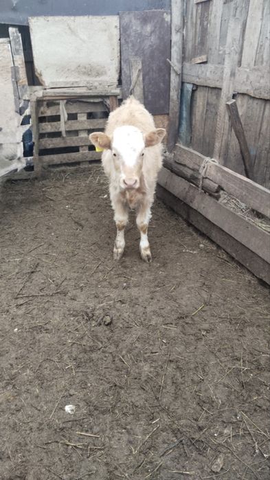 Еркек баспақ сатылады-июльский