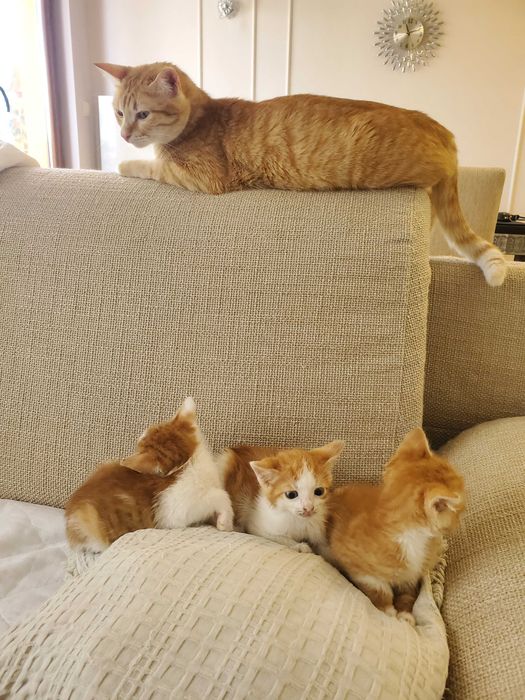 Три домашни червеникави котенца търсят дом