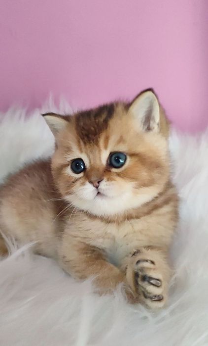Мальчик золотая шиншилла британец