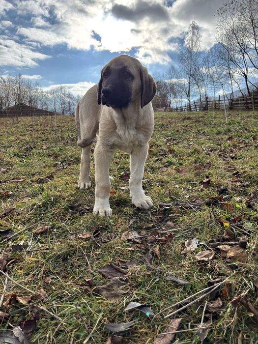 Kangal Malakli Pedigree FCI