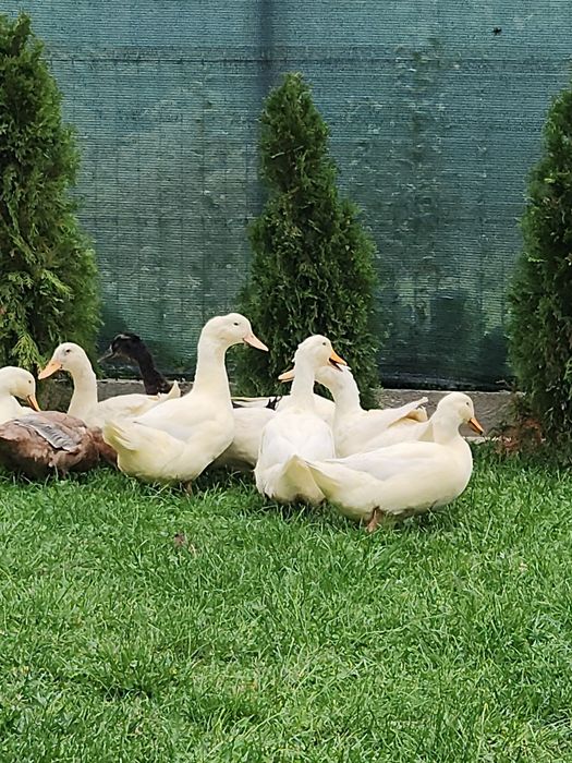 Rate pentru carne sau reproducere