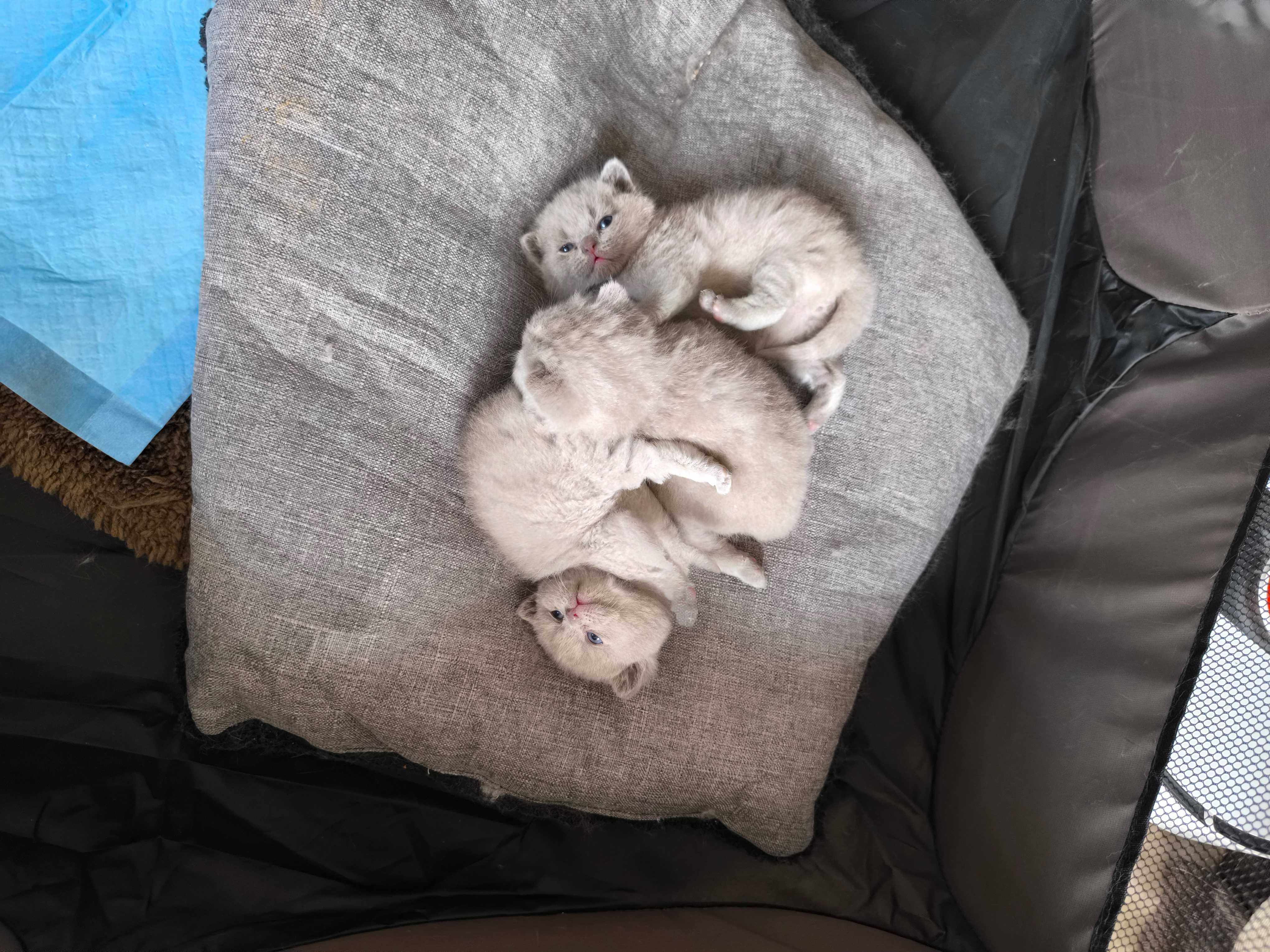 Британски котета породисти