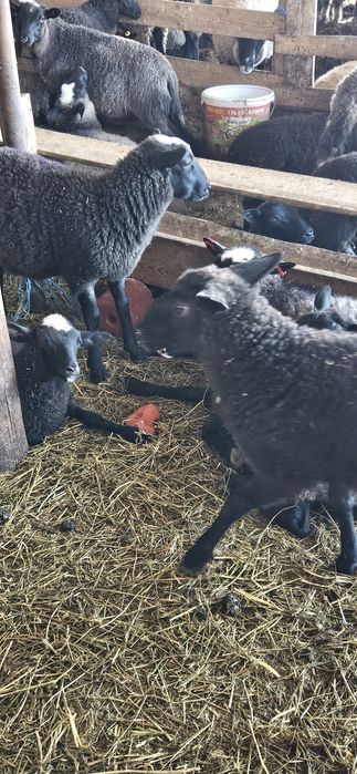 De vanzare: mielute Romanov