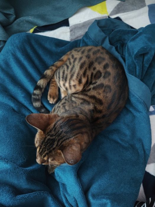 Бенгальский котик