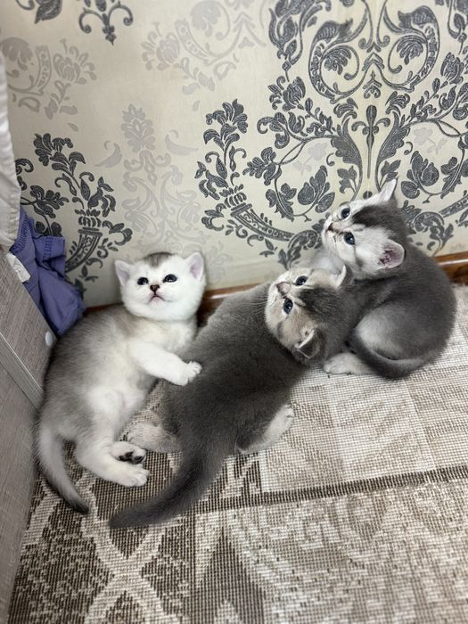 Продаются Котята