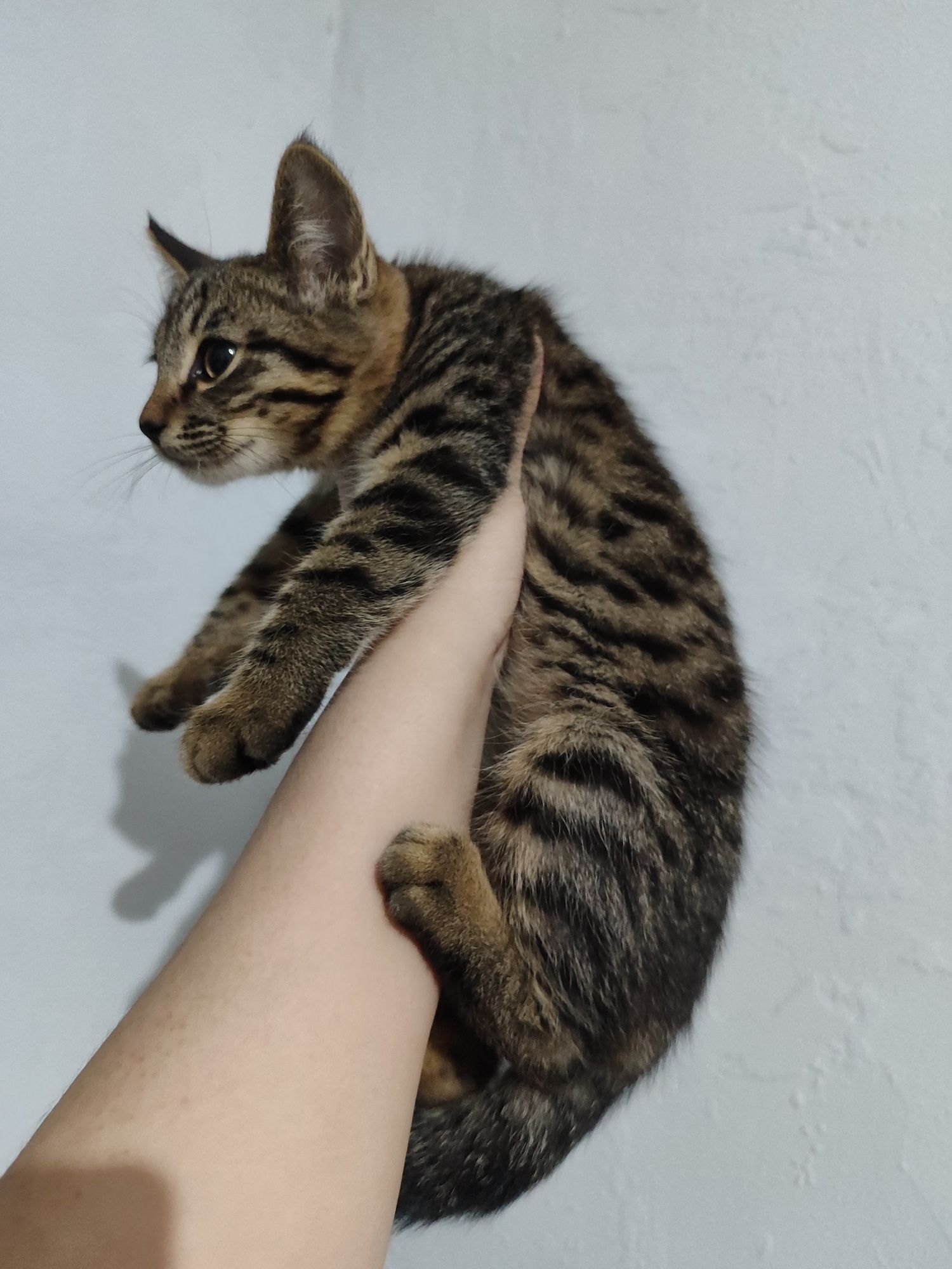 Котята  шымкент г