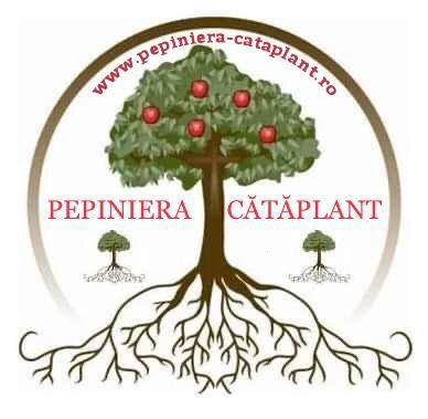 Pomi Fructiferi Altoiți anul 3 la Pepiniera Cătăplant