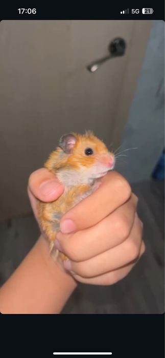 Продам хомяка хороший