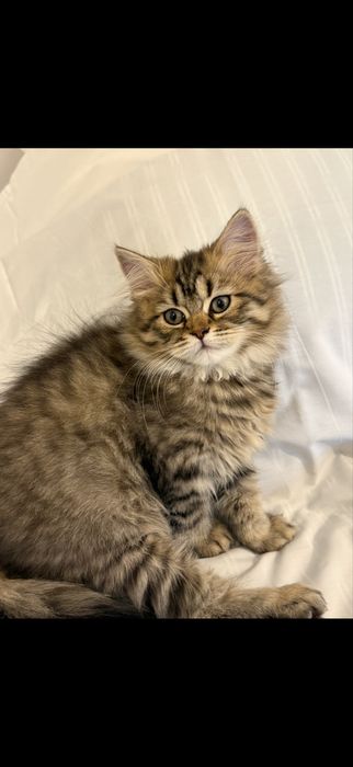 Pisica british longhair tabby
