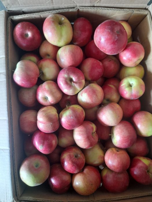 Продам яблоки оптом и розницу