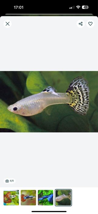 Gupi Гупи baliq akvarium