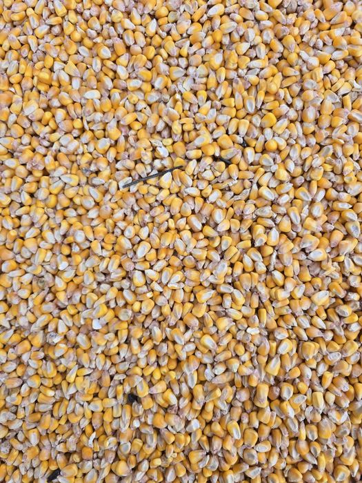 Vând porumb boabe recolta 2025