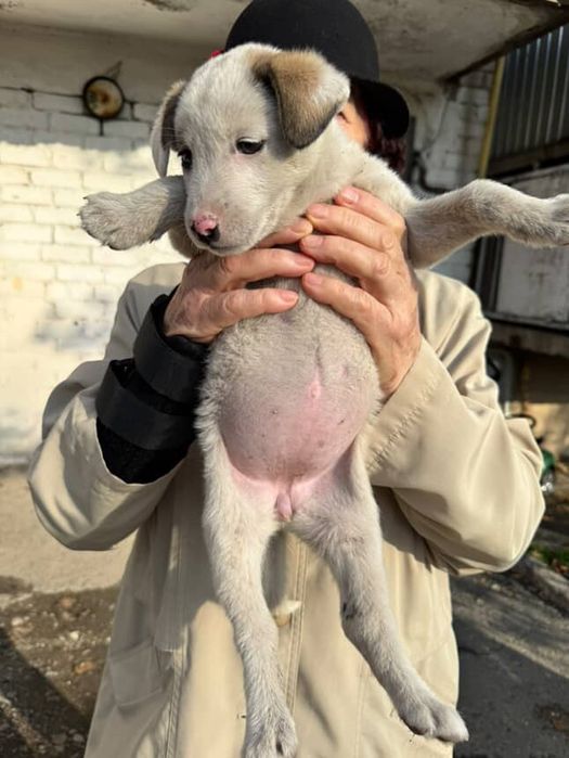 Шенок девочка ищет хозяев