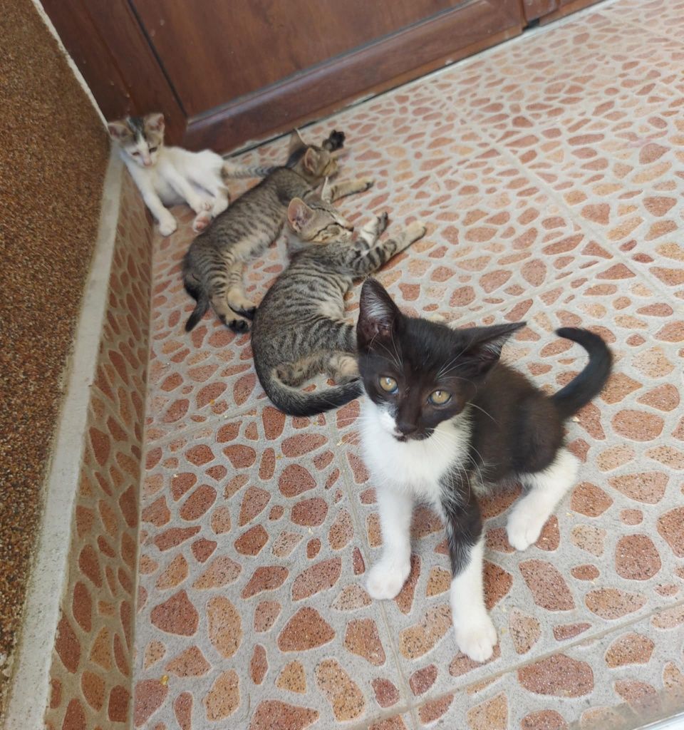 Подаряват се котенца