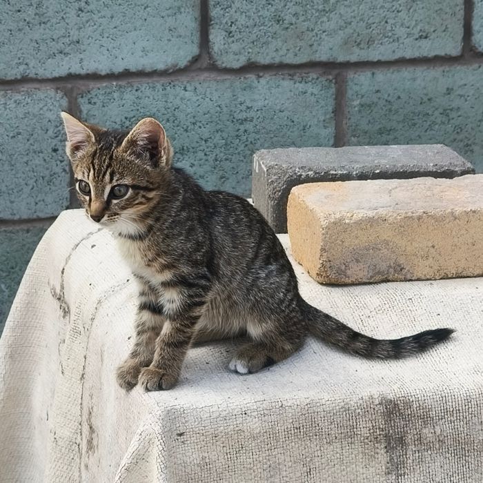 Три милейших девочки ищут дом!