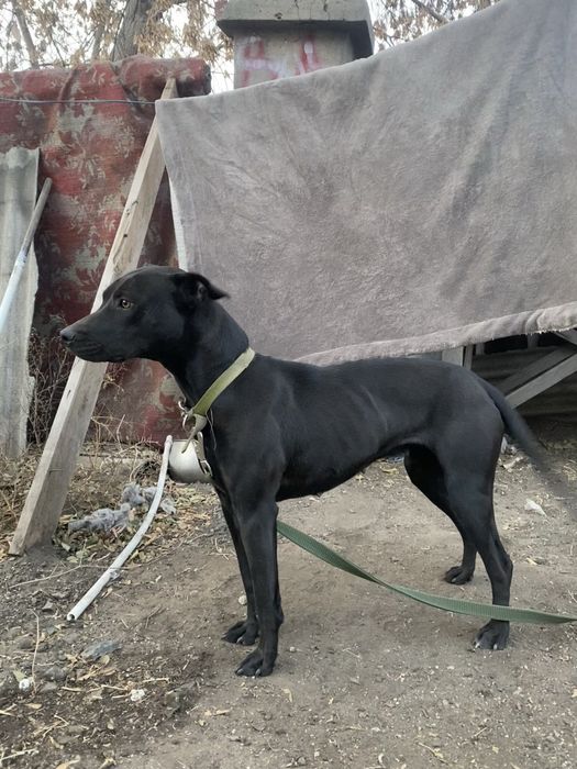 Пристраивается питбулька. Ответственным людям