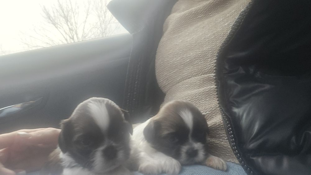 Ши тцу shi tzu shihtzu