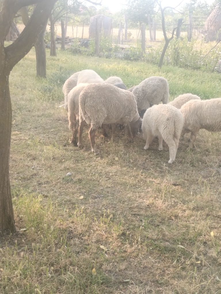 Vând oi de rasă.