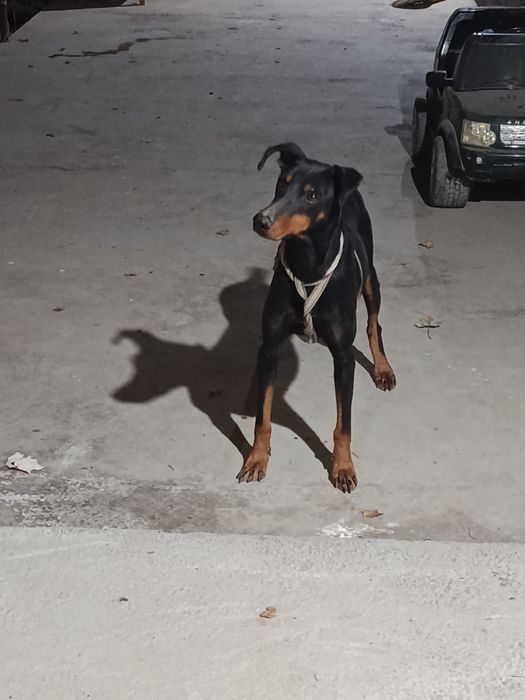 Dobermn sotiladi